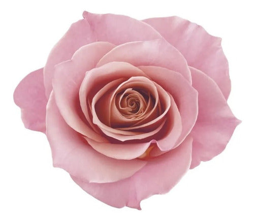 MÁSCARA CAPILAR SIÀGE NUTRI ROSÉ 250G