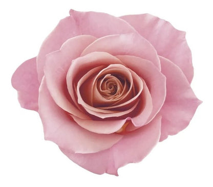 MÁSCARA CAPILAR SIÀGE NUTRI ROSÉ 250G